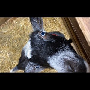 Meet your Posher, Kaiya